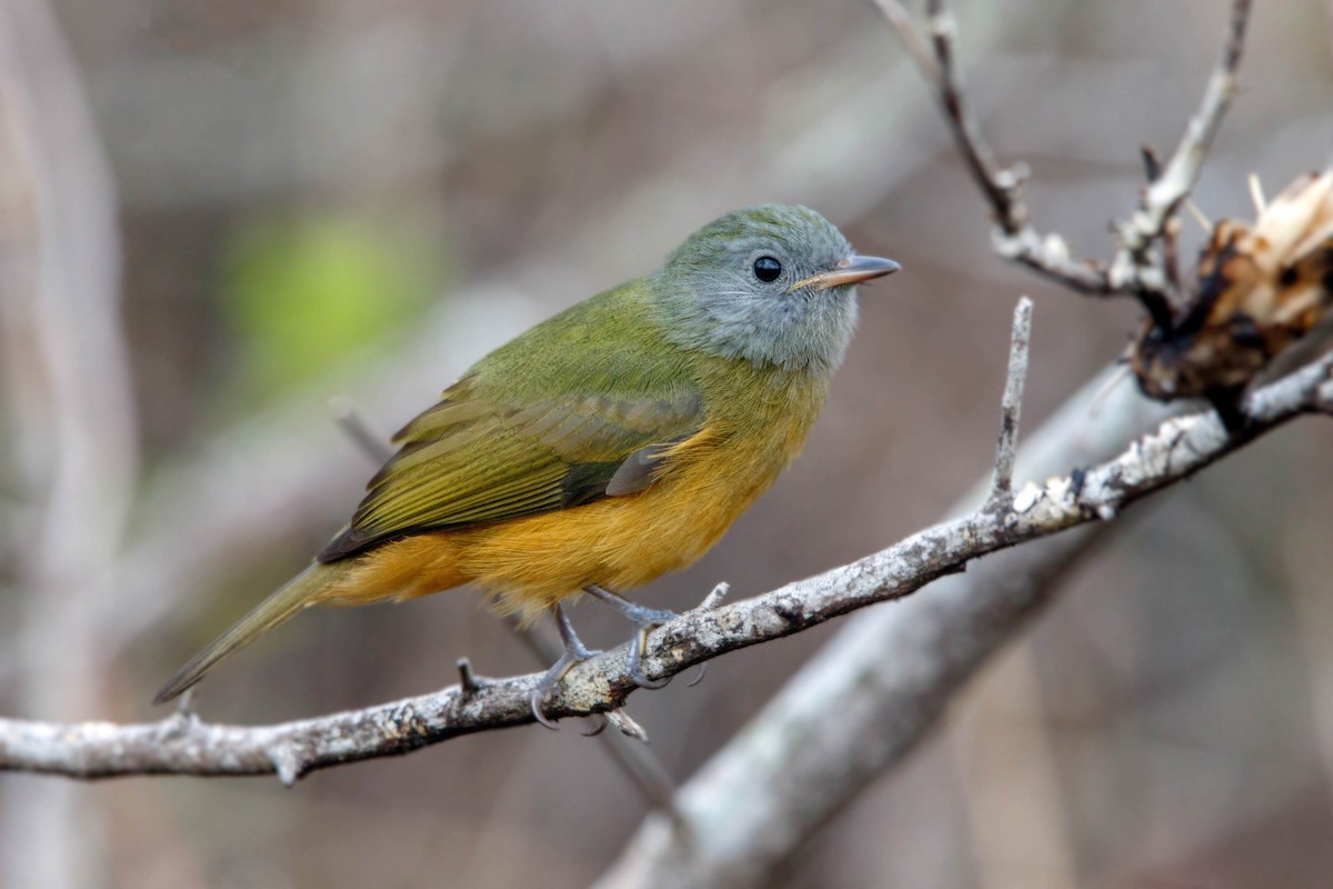 Gray-hooded Flycatcher - ML248244771