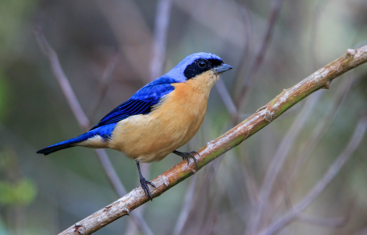 Fawn-breasted Tanager - ML248244791