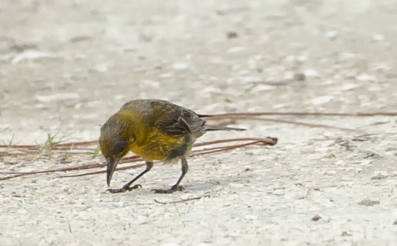 Pine Warbler - Melodi Roberts