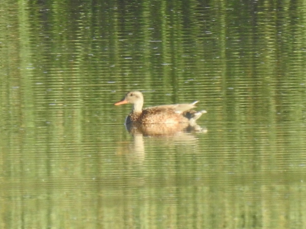 Gadwall - Joel Gilb