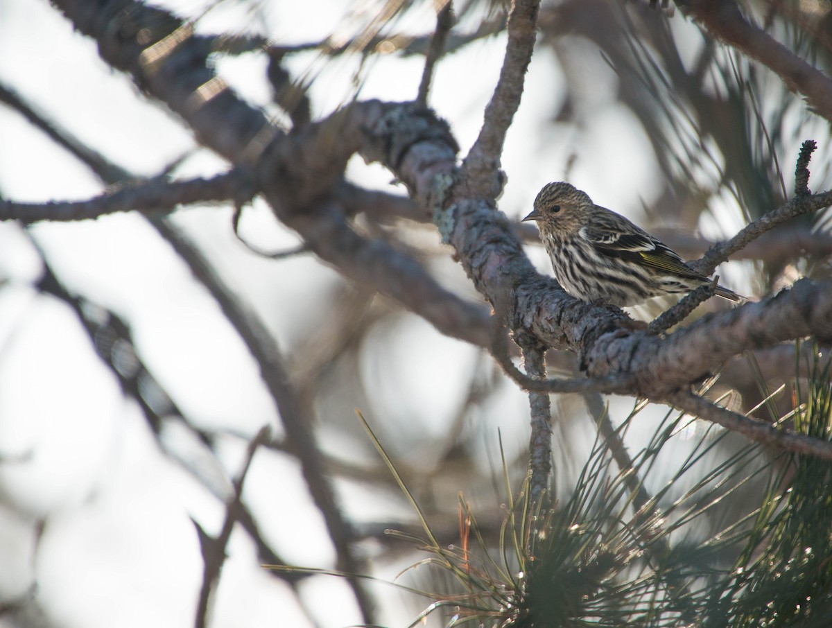 Pine Siskin - Logan Parker