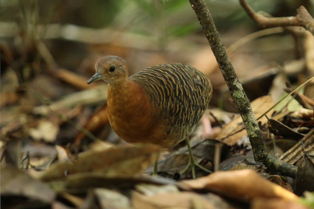 Rusty Tinamou - Vincent Rufray