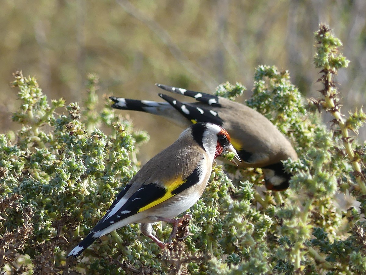 European Goldfinch - ML248249851