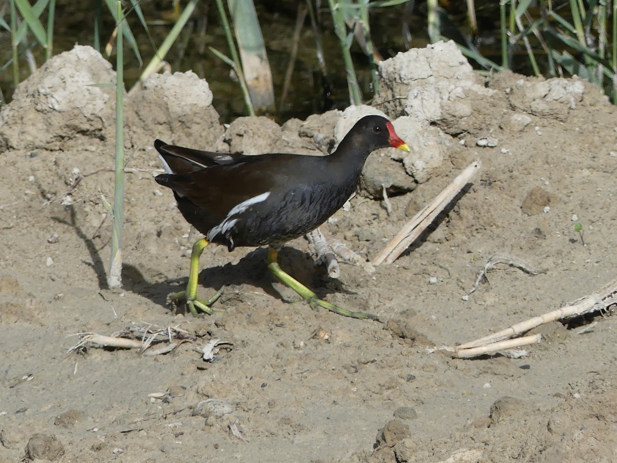 Eurasian Moorhen - ML248250381