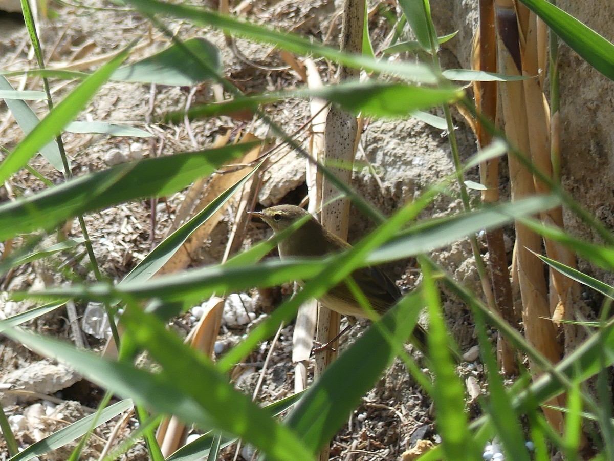 Acrocephalus sp. - ML248250411