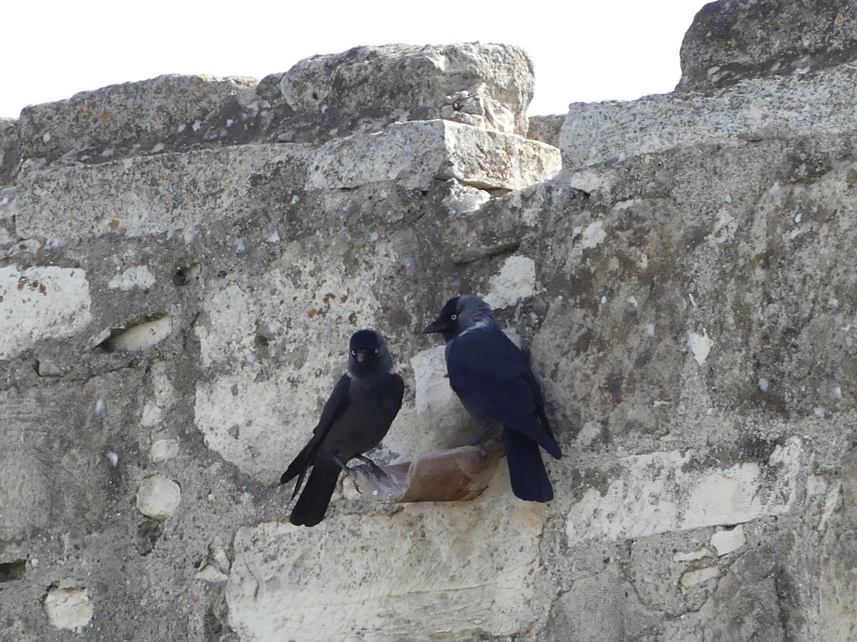 Eurasian Jackdaw - ML248250421