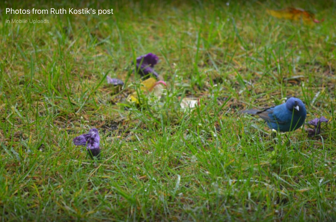 Indigo Bunting - Alaska Historical Records