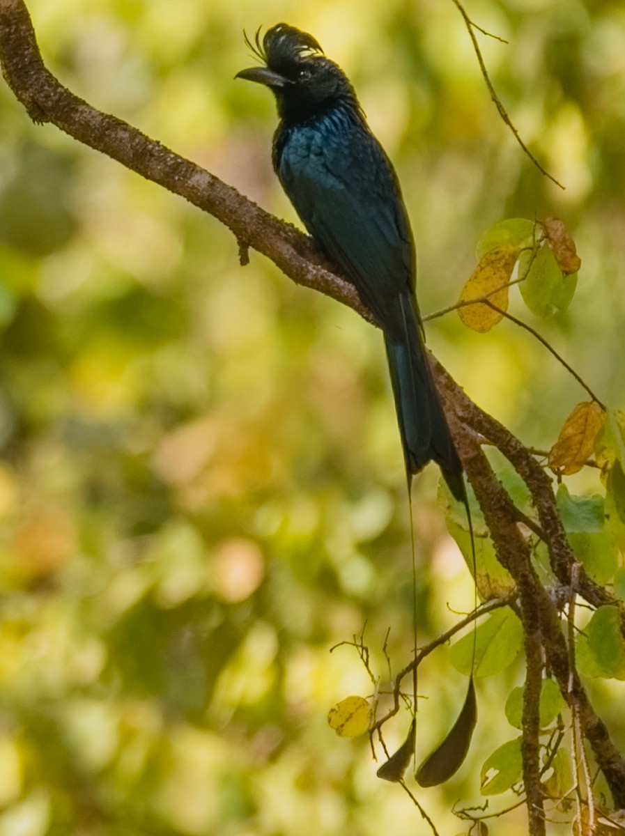 Greater Racket-tailed Drongo - ML24825151