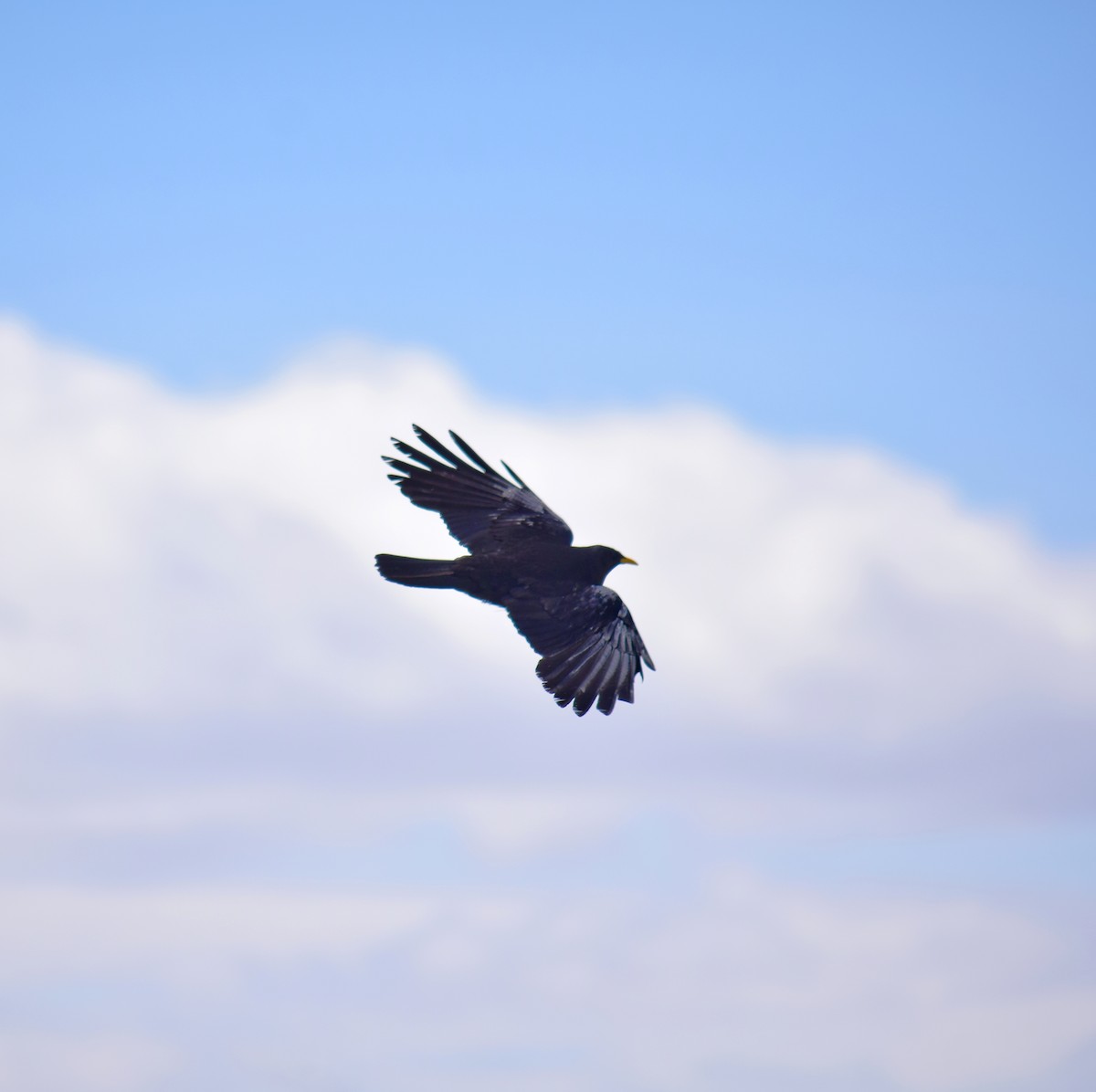 Yellow-billed Chough - ML248251521