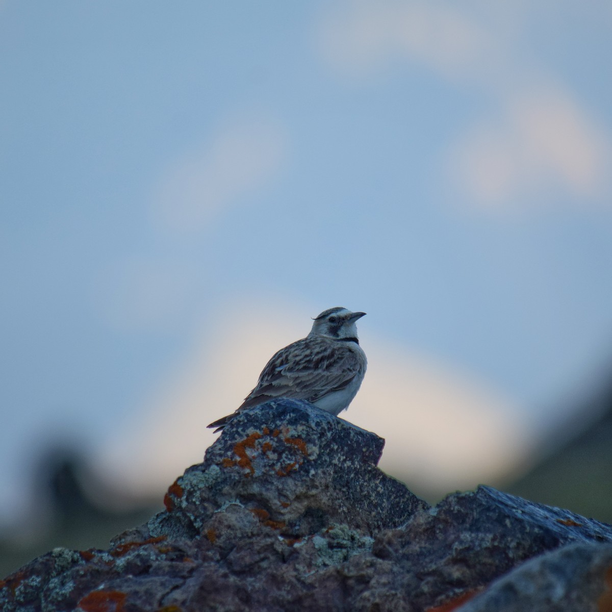 Horned Lark - ML248251531