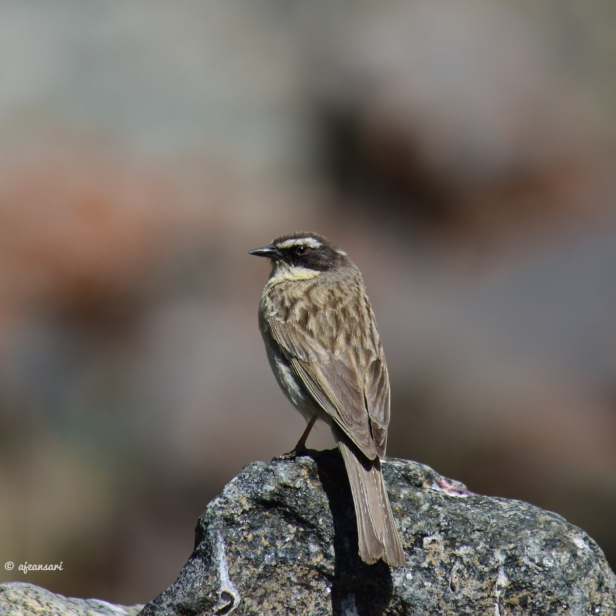 Brown Accentor - ML248251881
