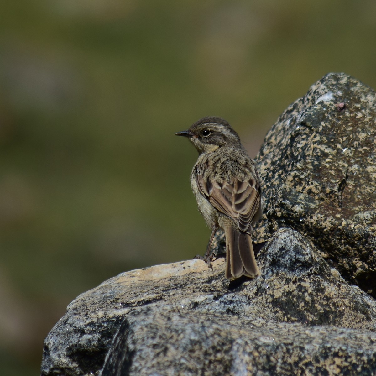 Brown Accentor - ML248251931