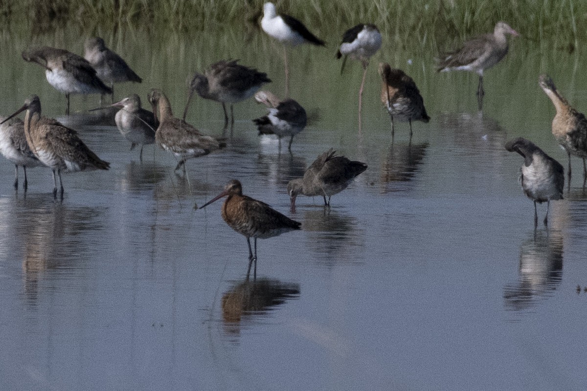 Black-tailed Godwit - ML248253181