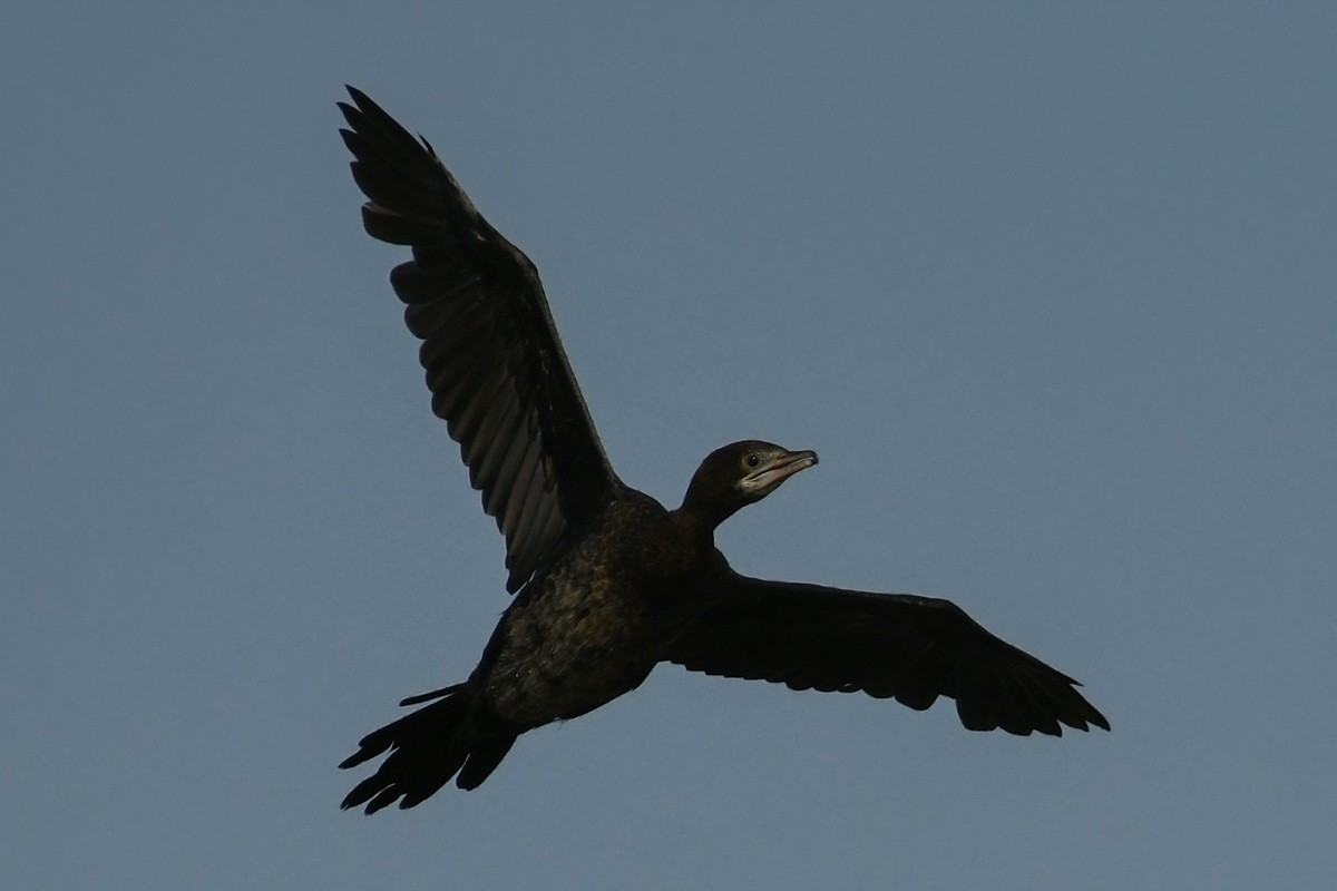 Pygmy Cormorant - ML248253461