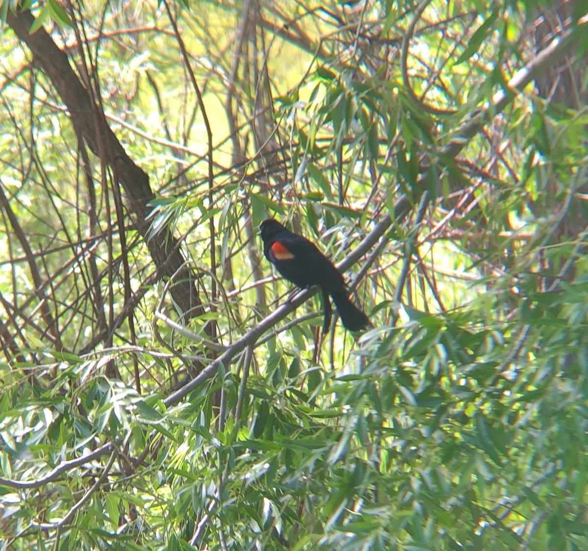 Al Kanatlı Karatavuk - ML248254941