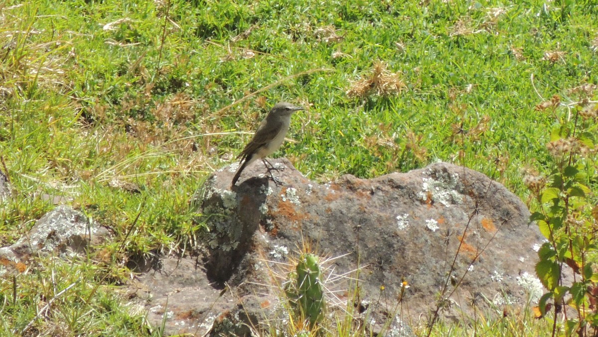 Spot-billed Ground-Tyrant - ML24825511