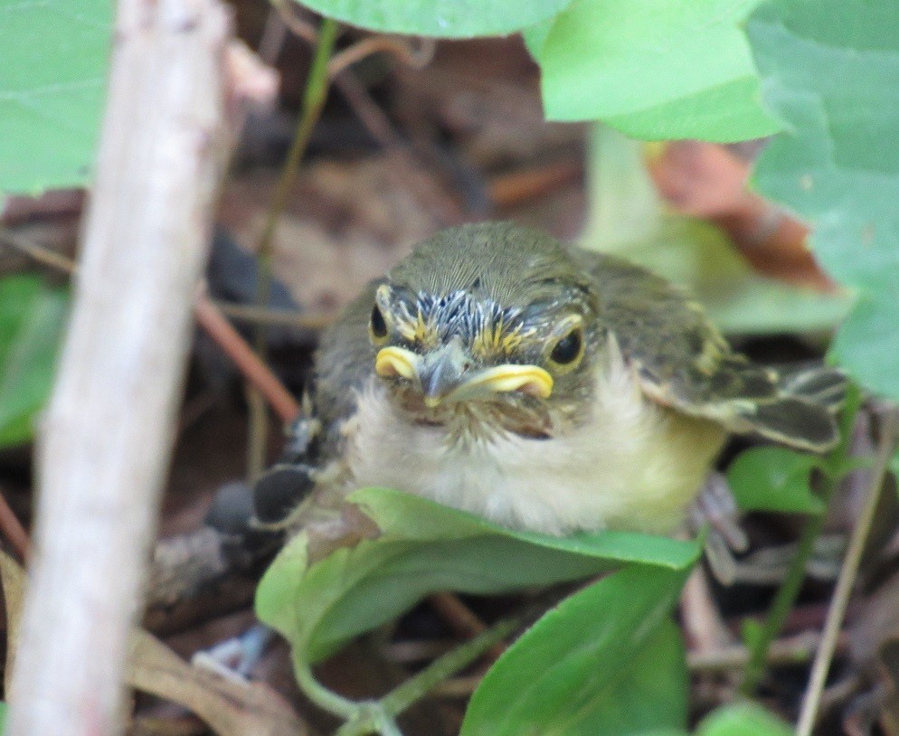 Ak Gözlü Vireo [griseus grubu] - ML248257781