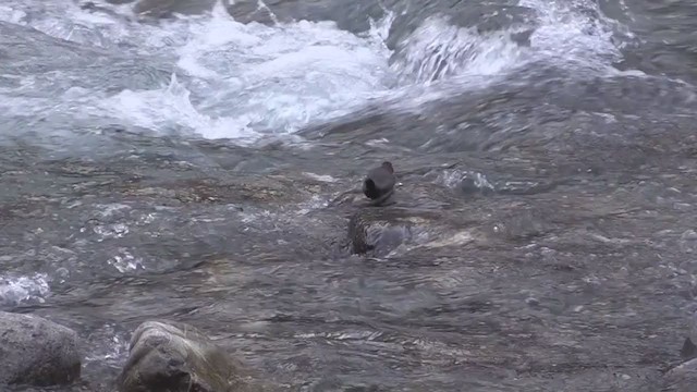 White-throated Dipper - ML248257831