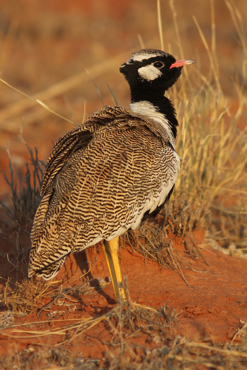 White-quilled Bustard - ML248258471