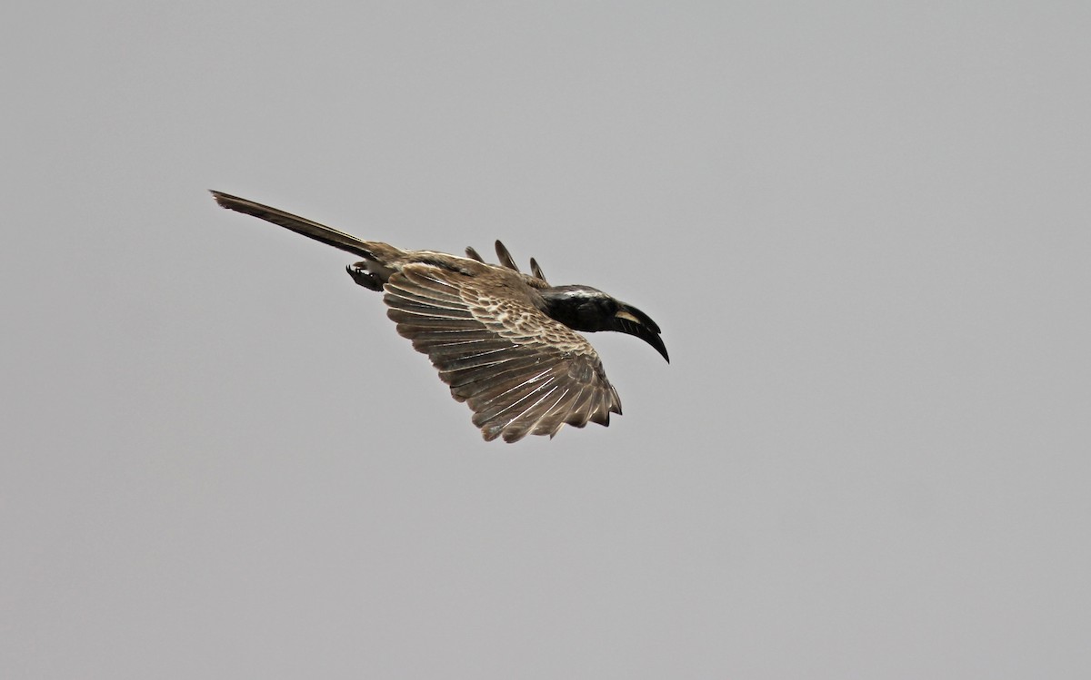 African Gray Hornbill - ML248258501