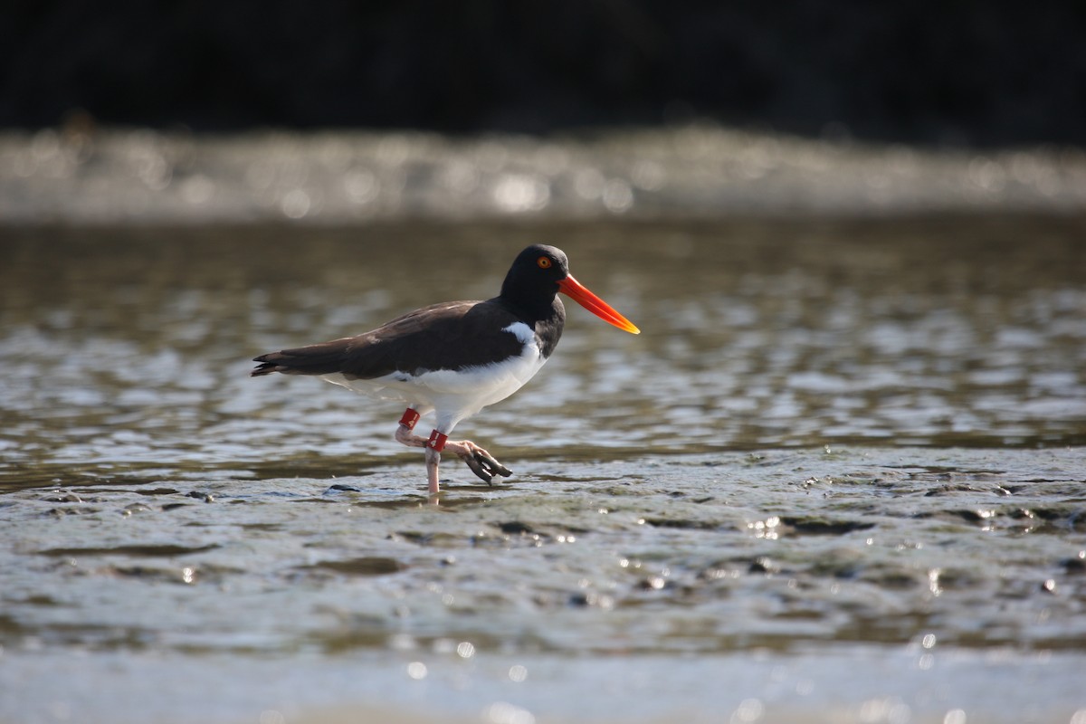 American Oystercatcher - ML24825861