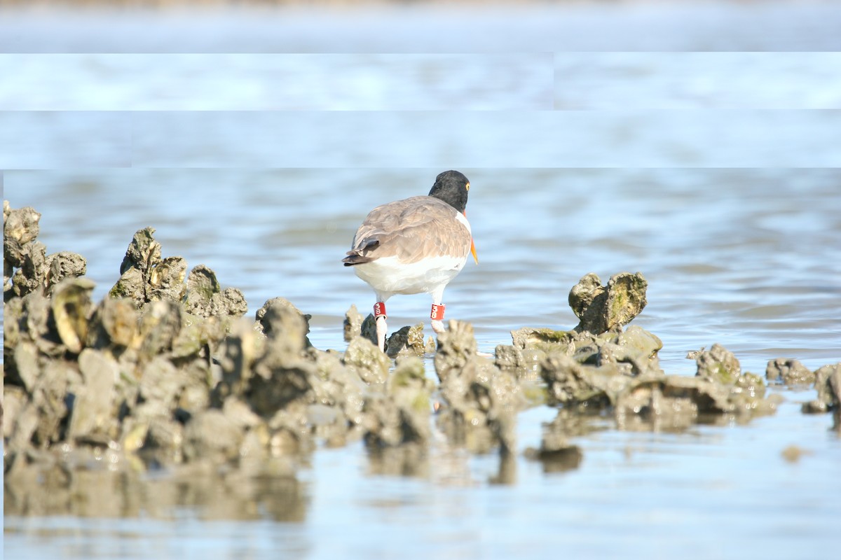 American Oystercatcher - ML24825881