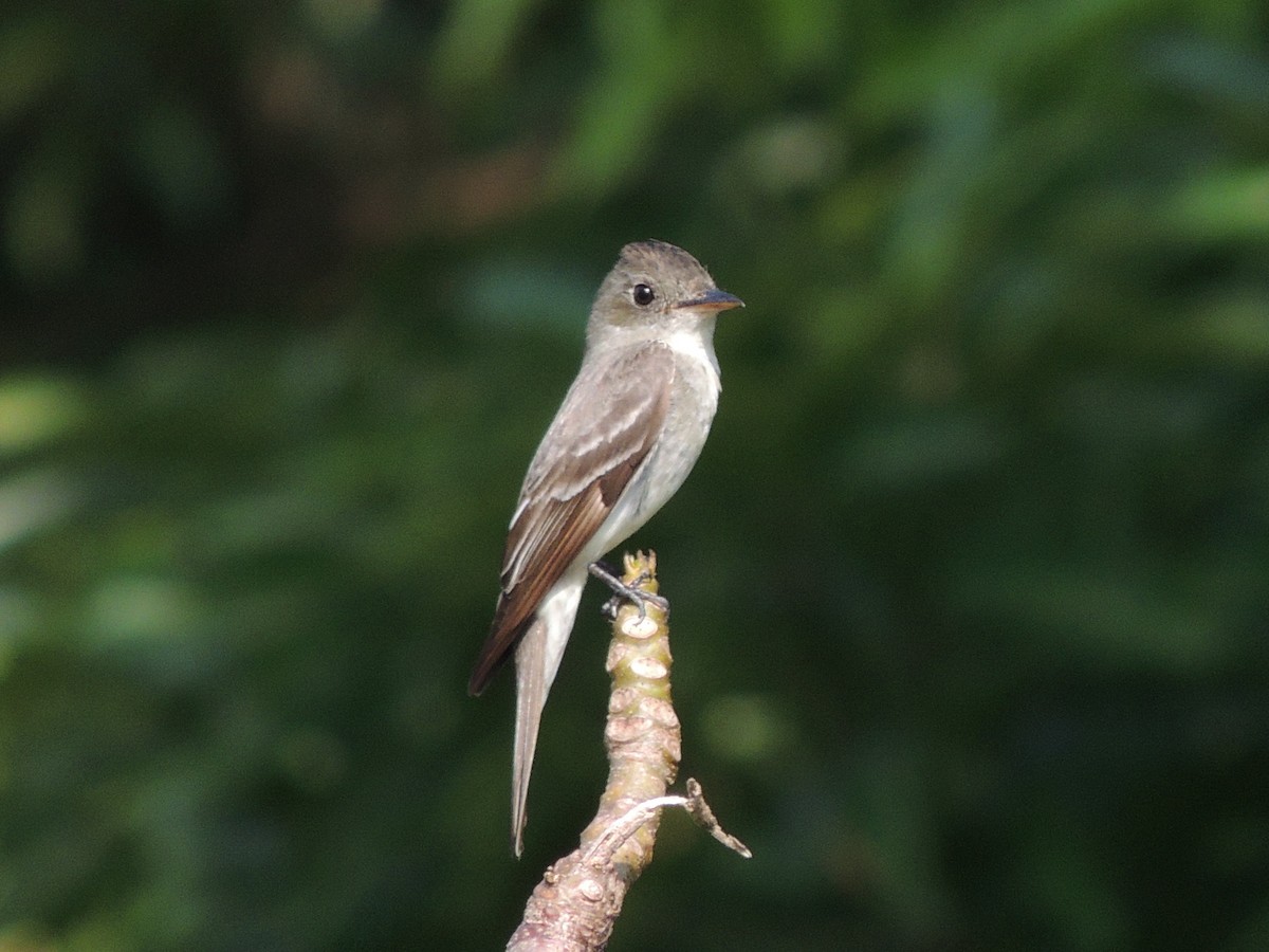 Eastern Wood-Pewee - Lee Jones