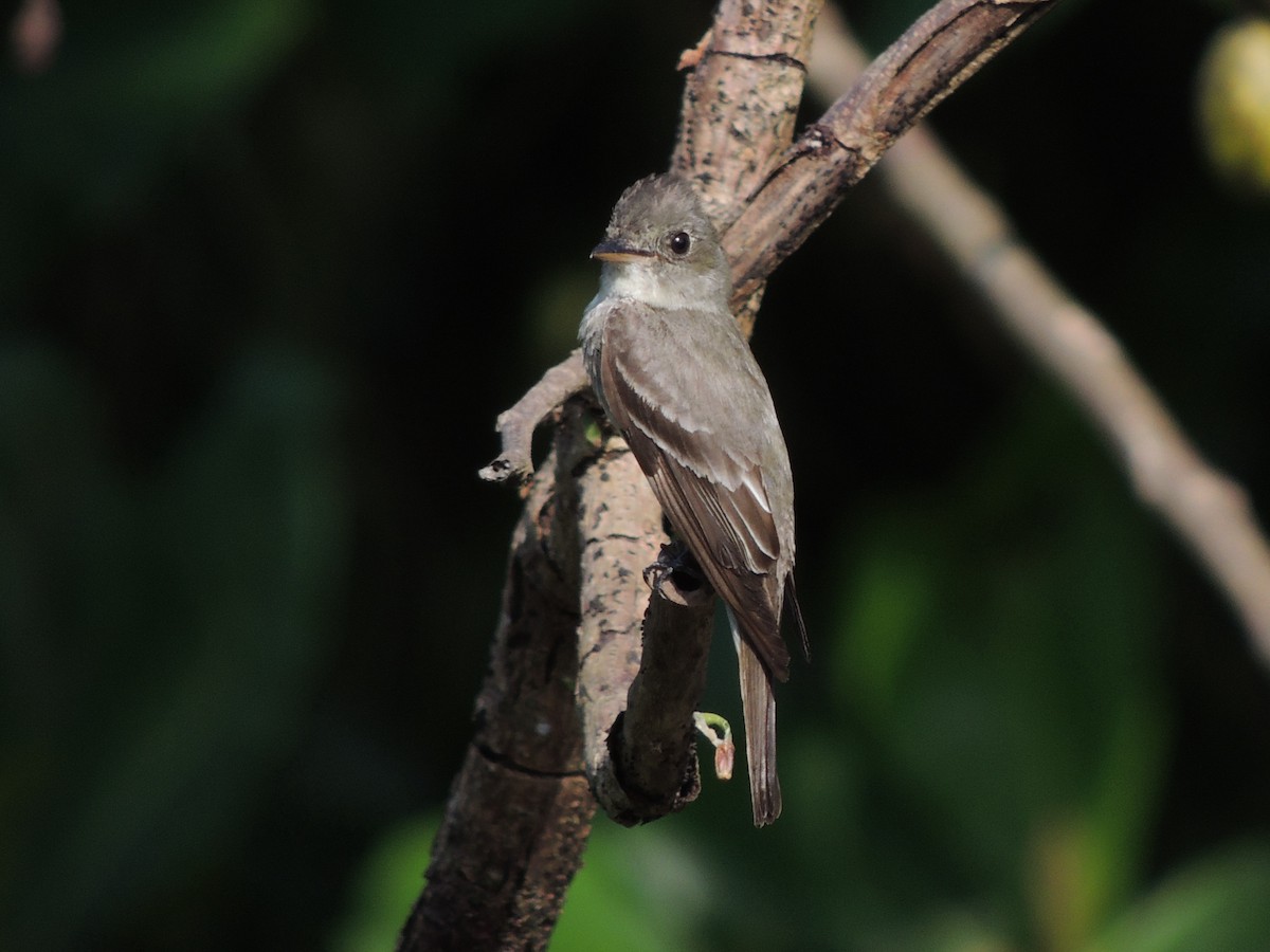 Eastern Wood-Pewee - Lee Jones