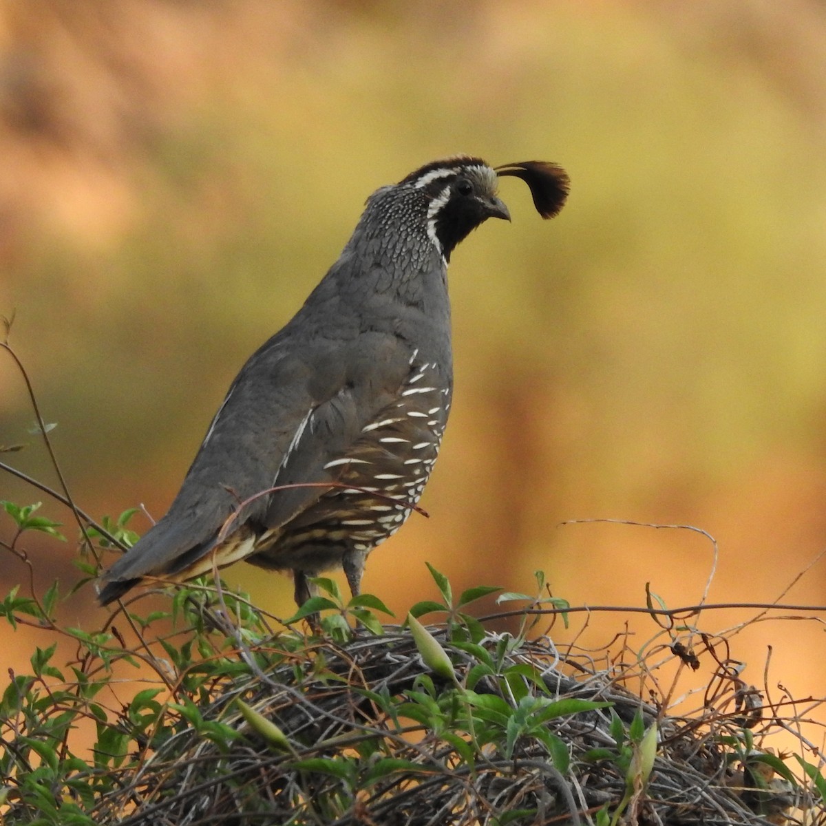 California Quail - ML248260481