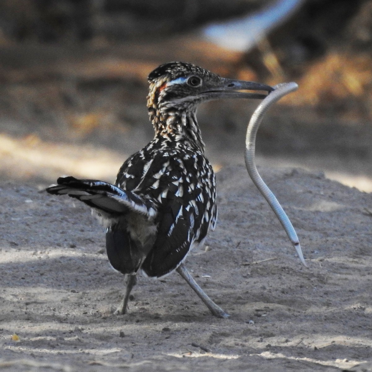 Greater Roadrunner - ML248260511