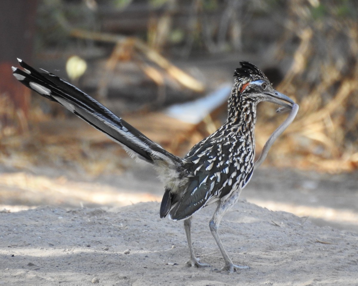 Greater Roadrunner - ML248260601
