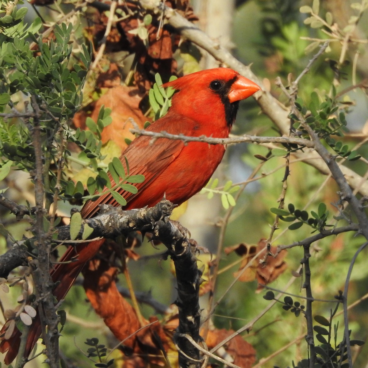 Northern Cardinal - ML248260681