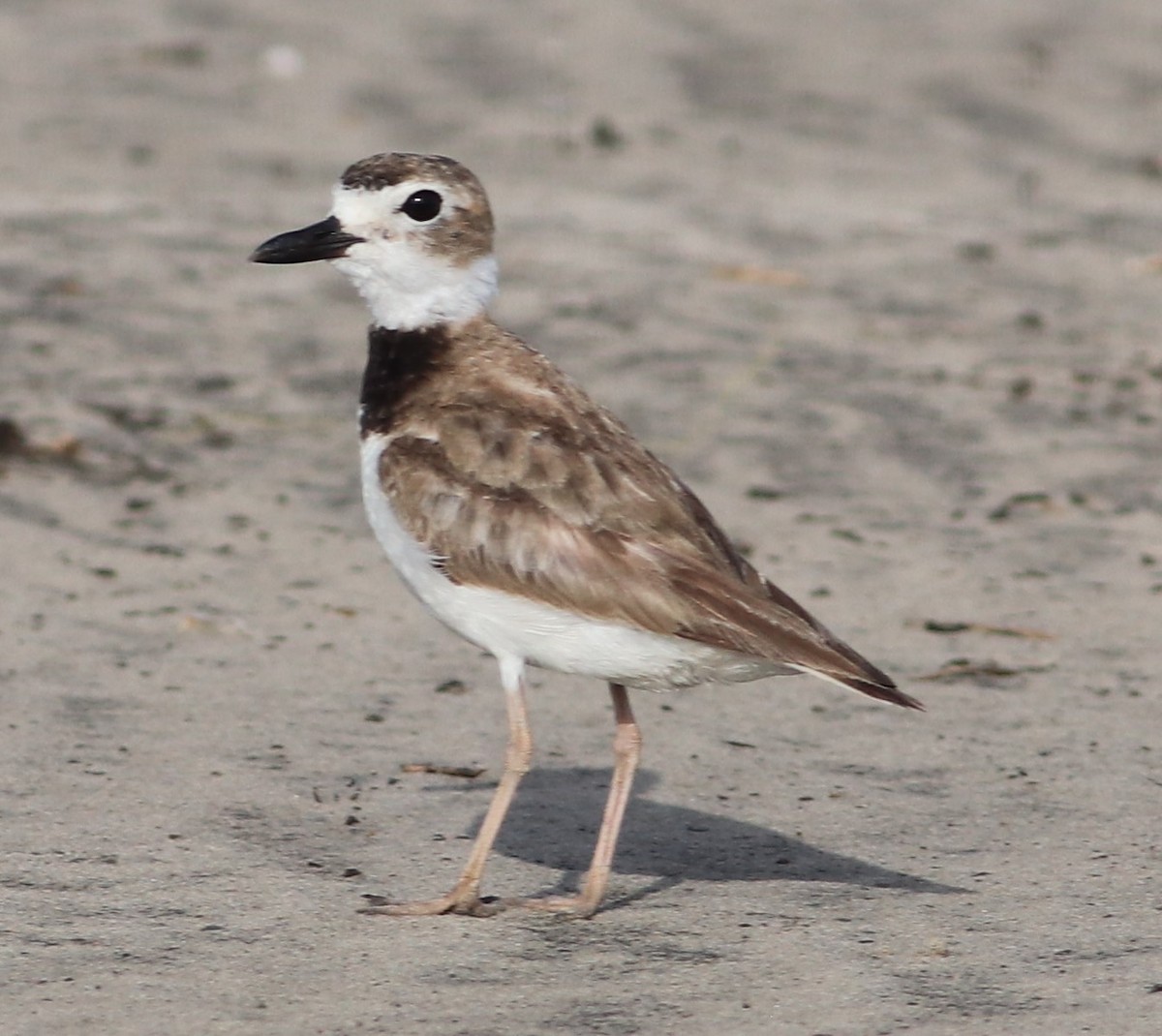 Wilson's Plover - ML248261481