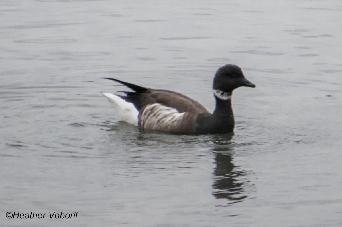 Brant - ML248262521