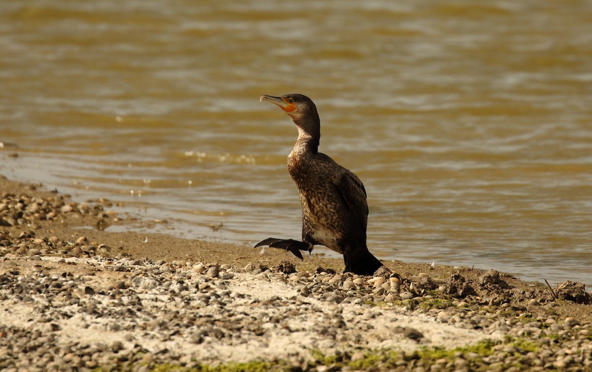 Great Cormorant - ML248263141