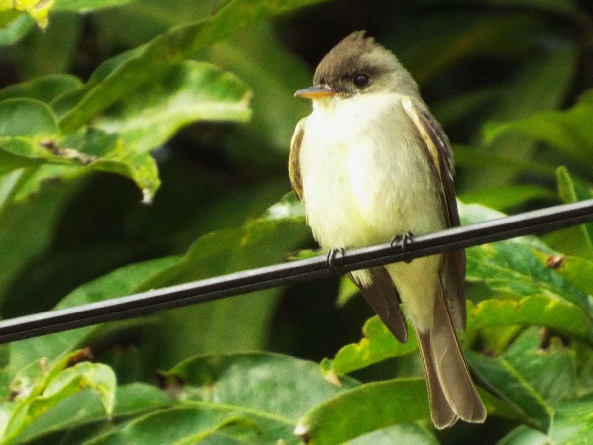 Northern Tropical Pewee - Lee Jones