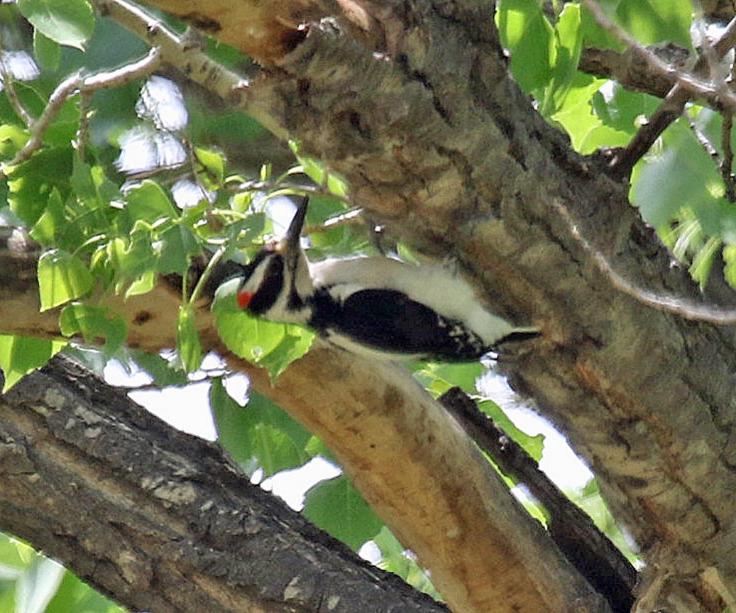 Hairy Woodpecker (Rocky Mts.) - ML248263371