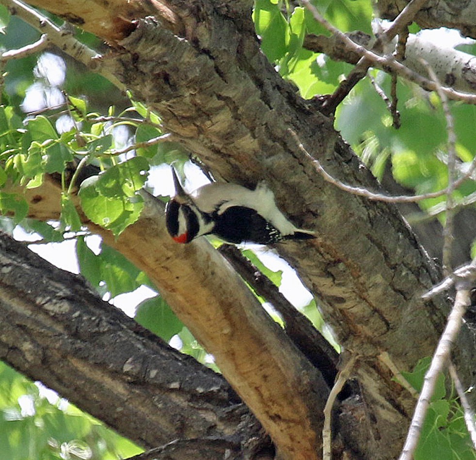 Hairy Woodpecker (Rocky Mts.) - ML248263421