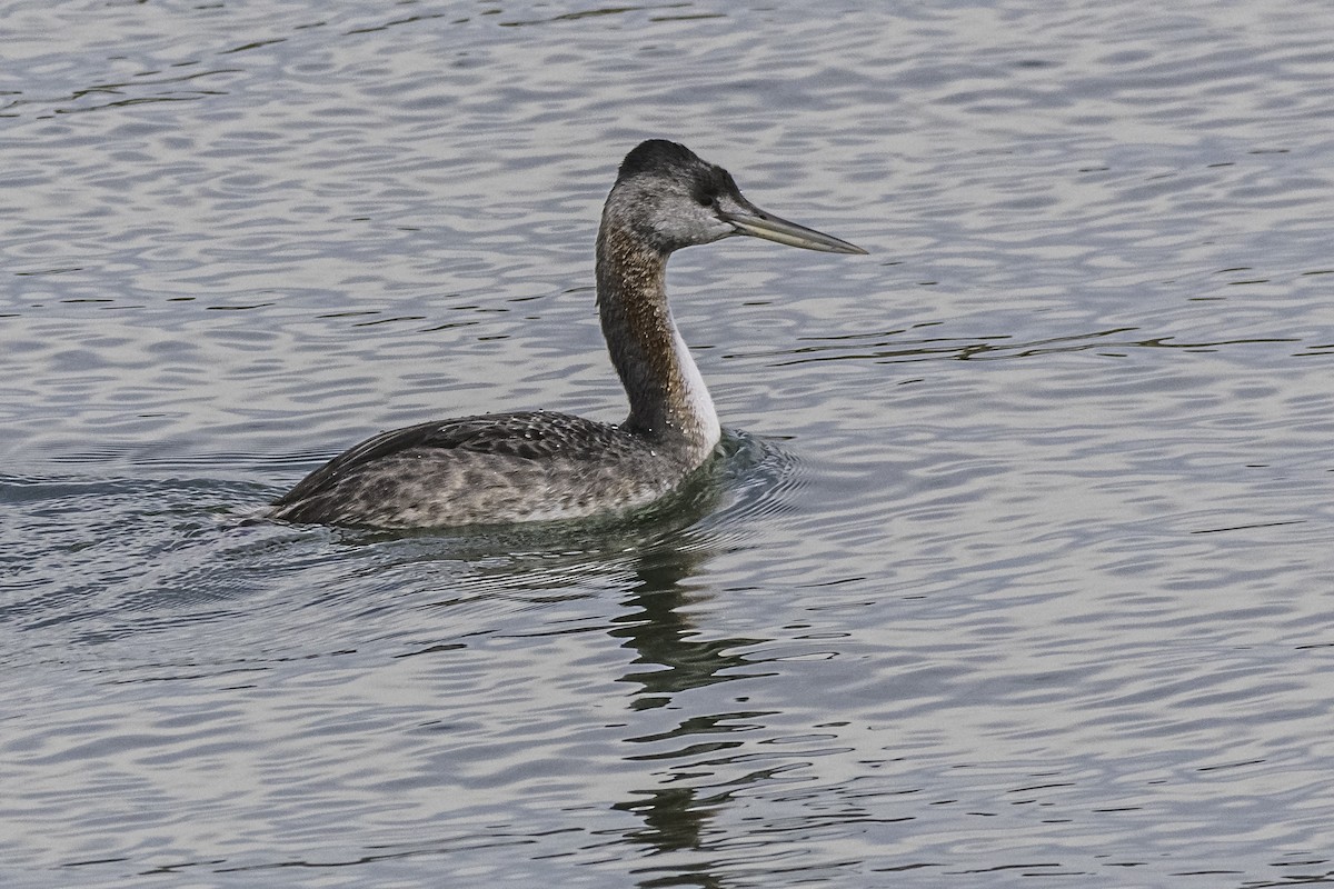 Great Grebe - Amed Hernández