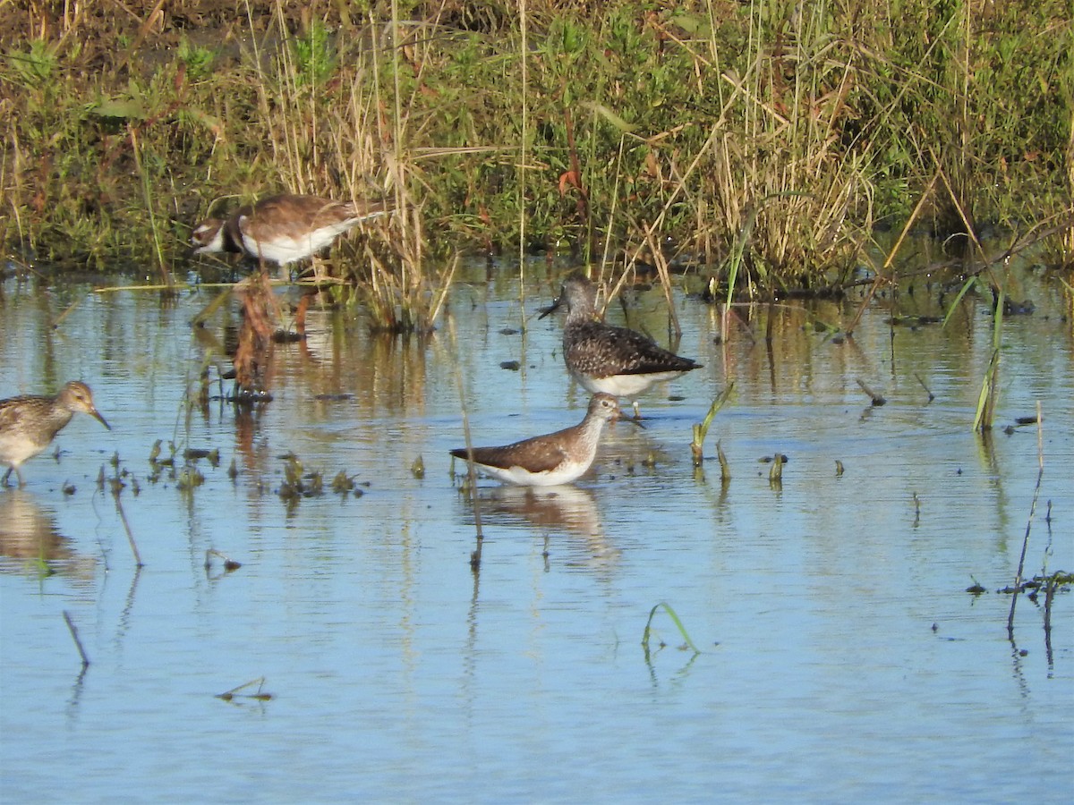 Solitary Sandpiper - ML248264061