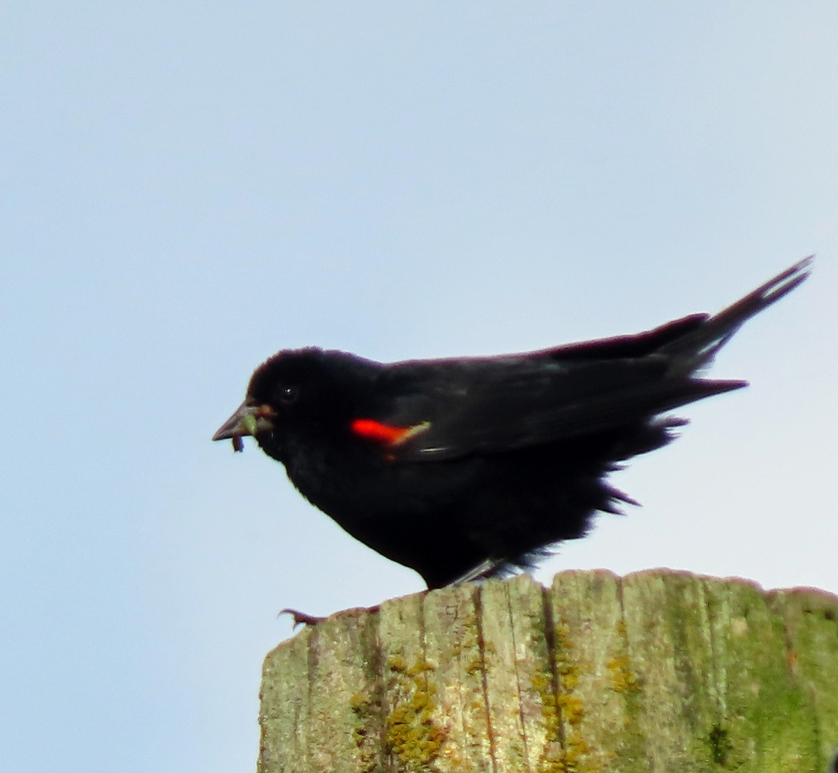 Red-winged Blackbird - Jim Scott