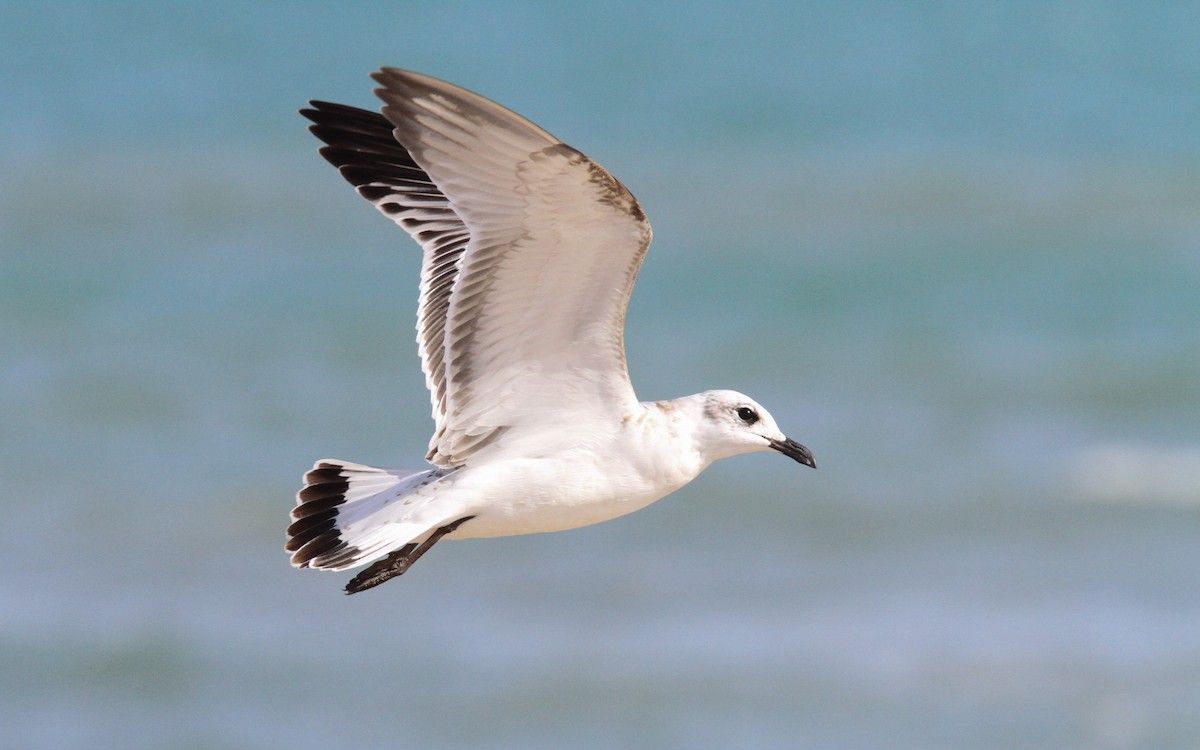 Mediterranean Gull - Sean Fitzgerald