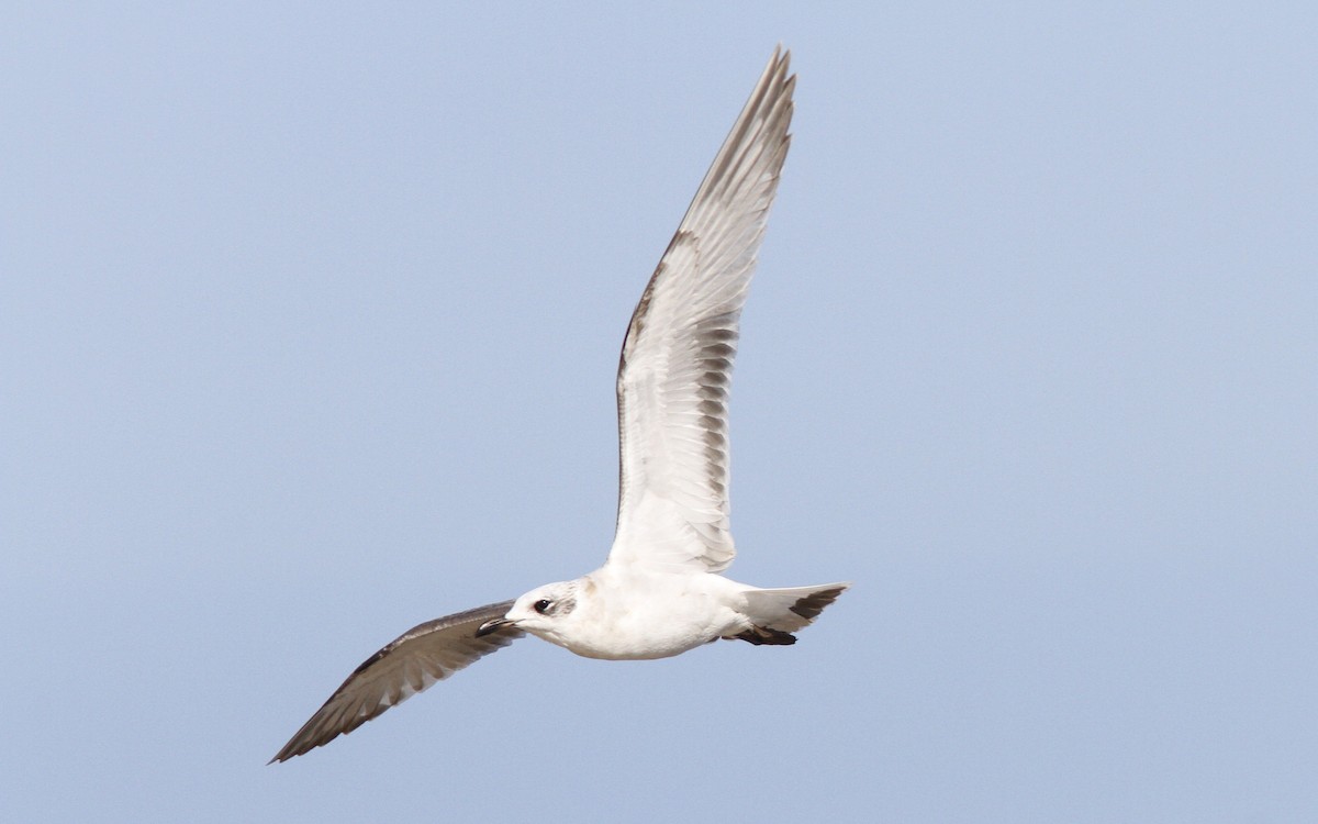 Mediterranean Gull - ML248266291