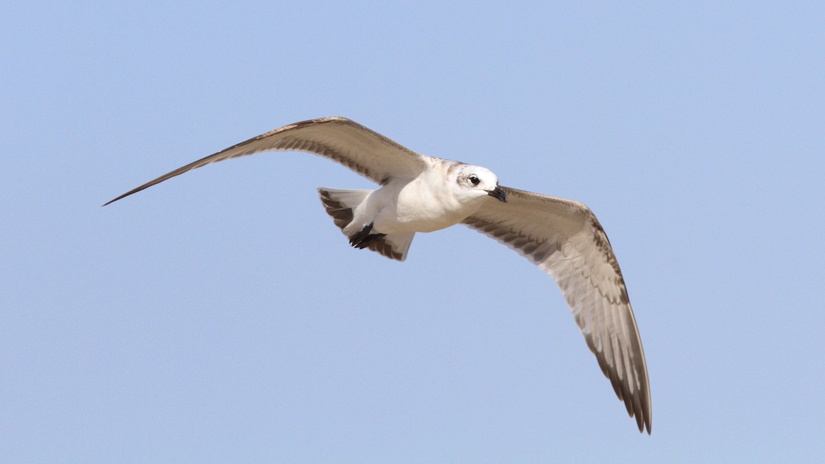 Mediterranean Gull - ML248266301