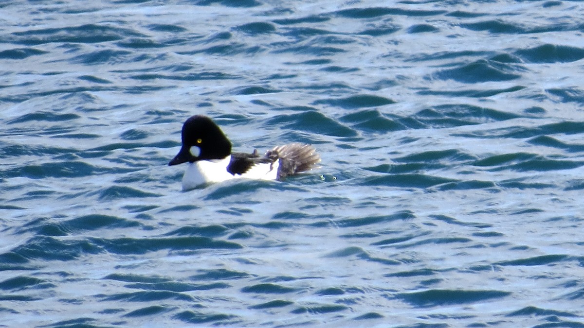 Common Goldeneye - Bill Blauvelt