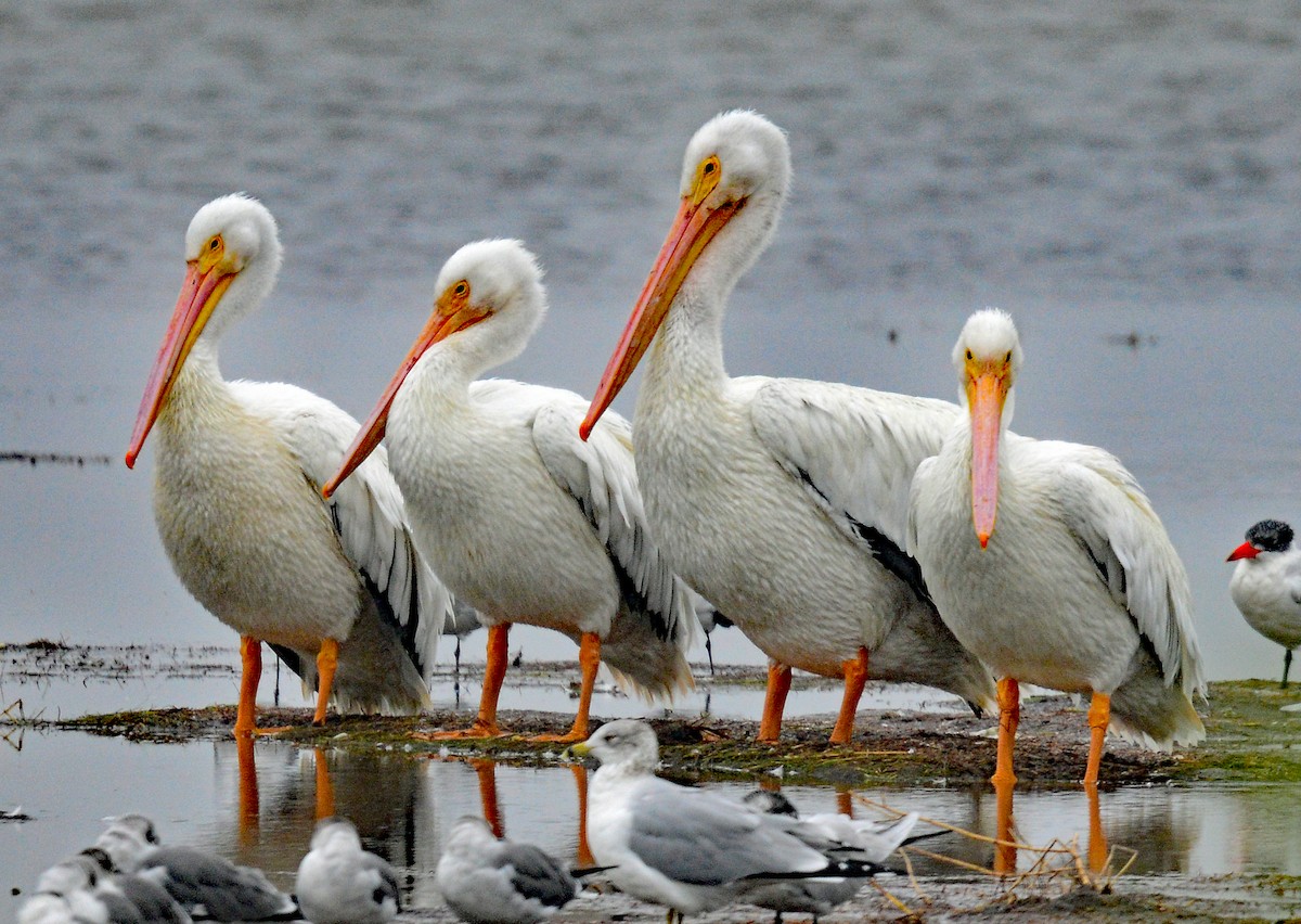 American White Pelican - ML248267261