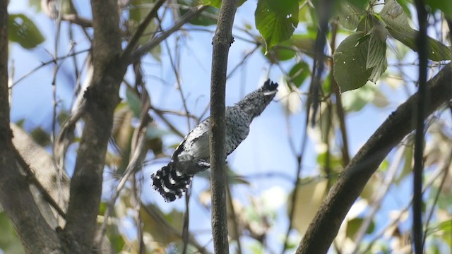 Barred Antshrike - ML248268001