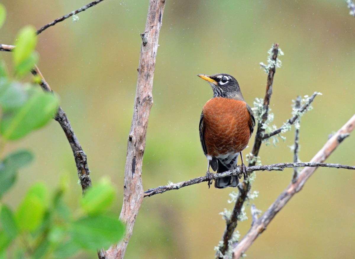 American Robin - ML248268051