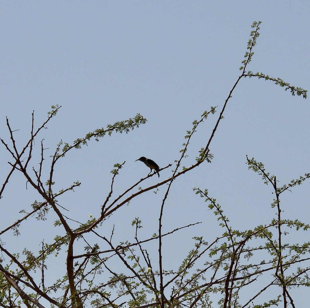 Palestine Sunbird (Palestine) - ML248268841