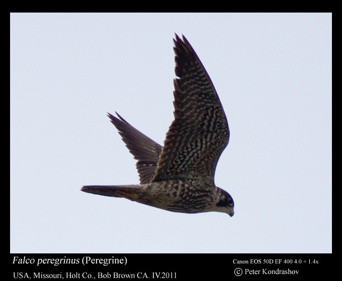 Peregrine Falcon (North American) - Peter Kondrashov